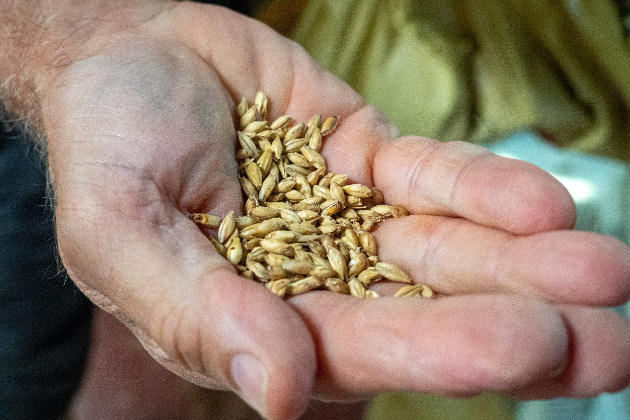 A hand holding freshly malted barley grain