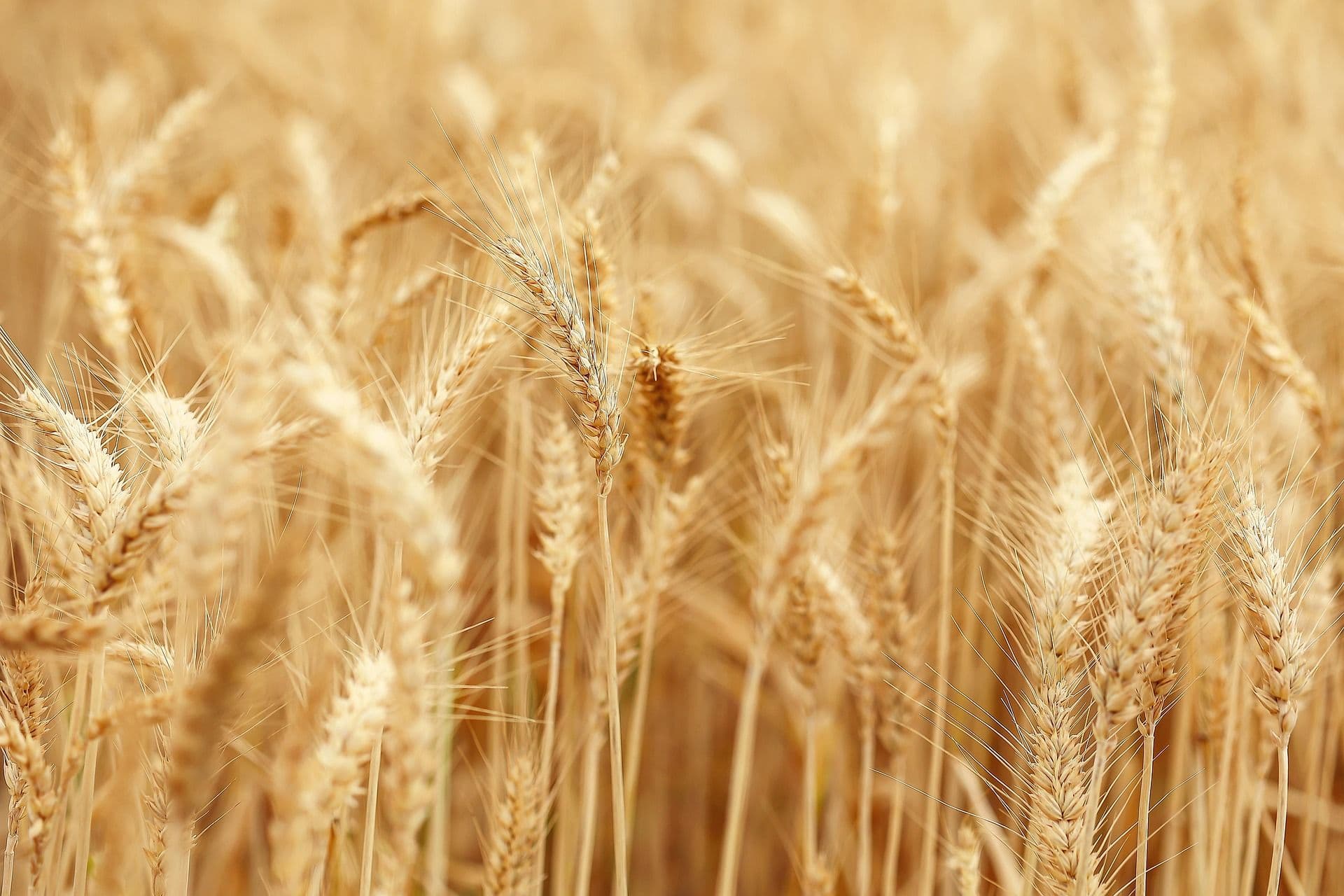 Close up of golden wheat
