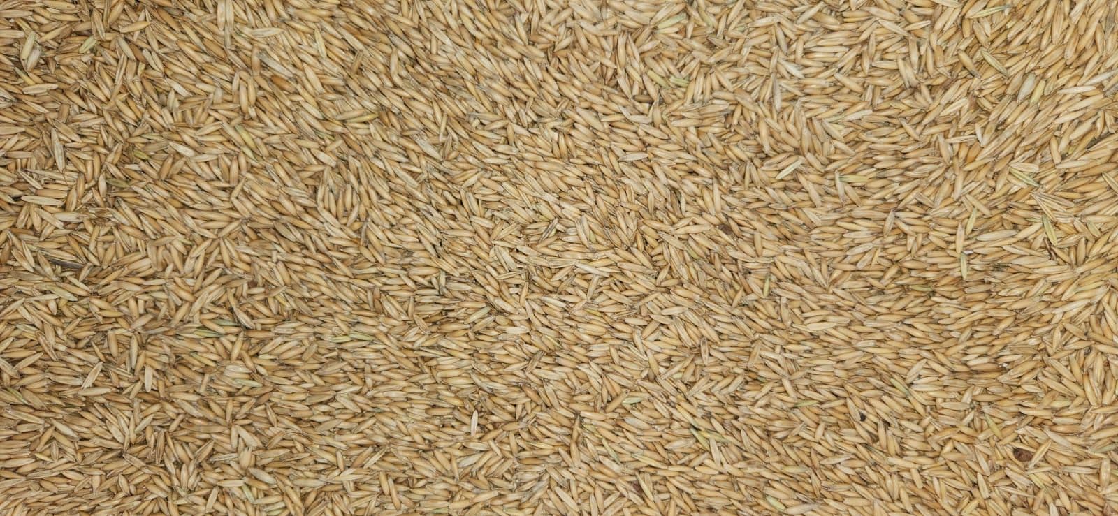 Close up of golden oats