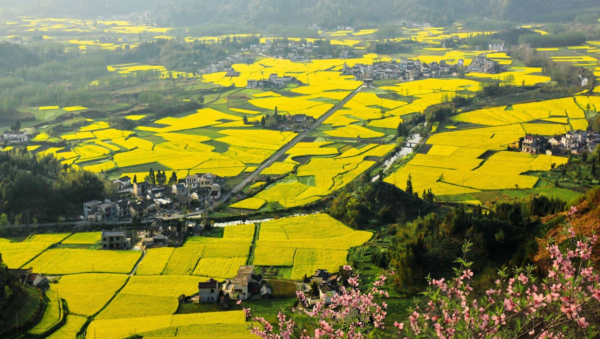Wide shot of a series of vast canola fields