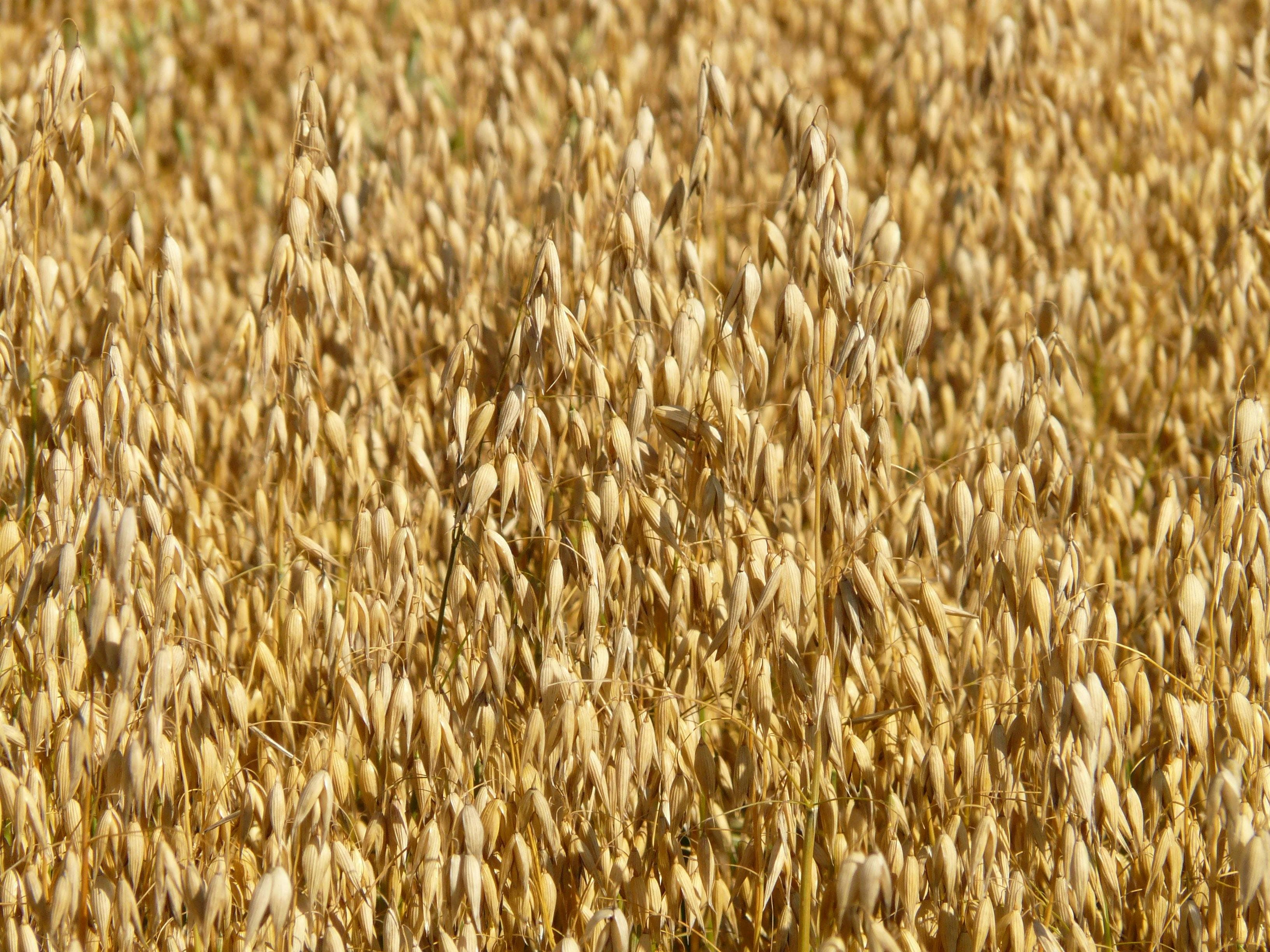 Close up of golden oats
