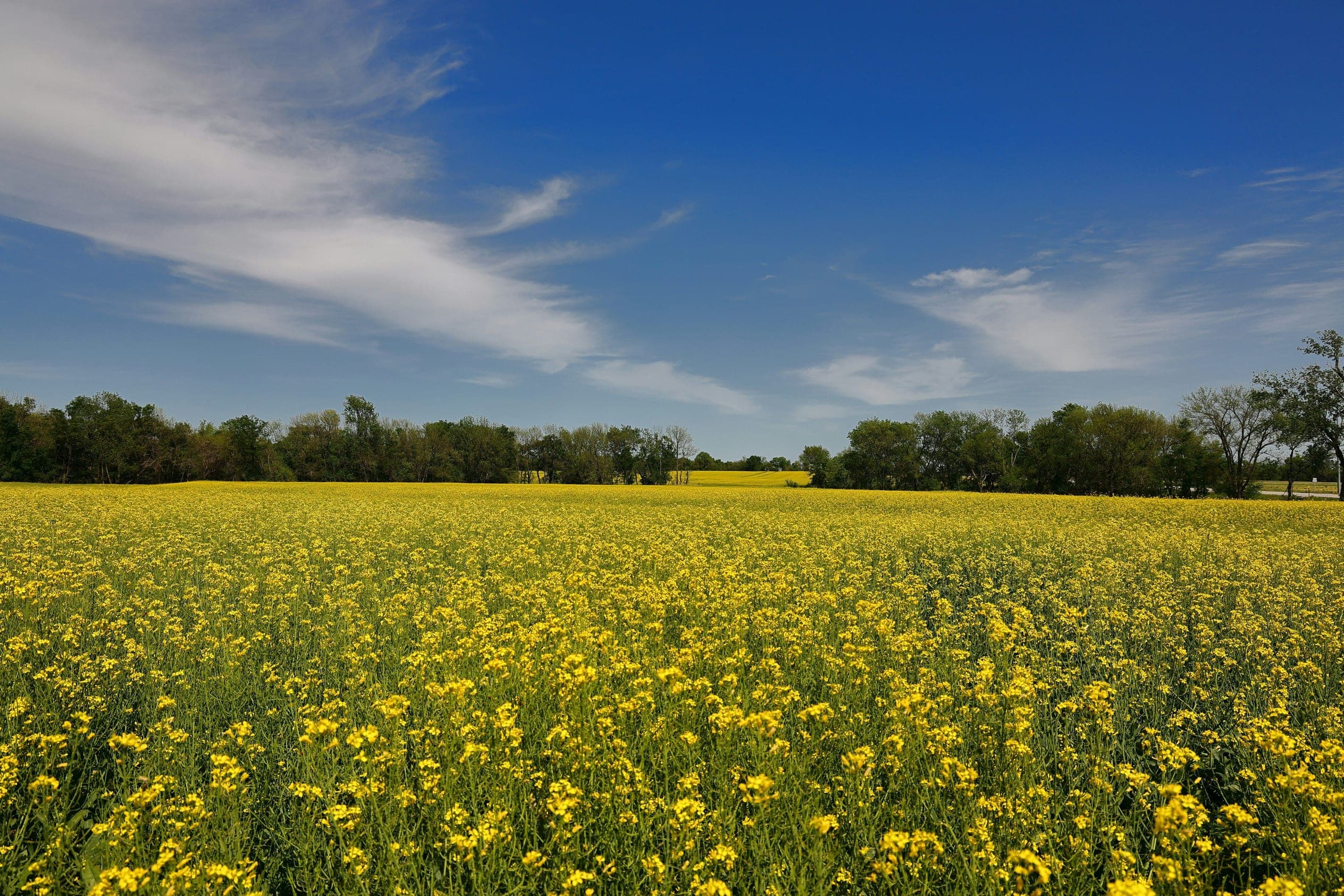Wide shot of a series of vast canola fields