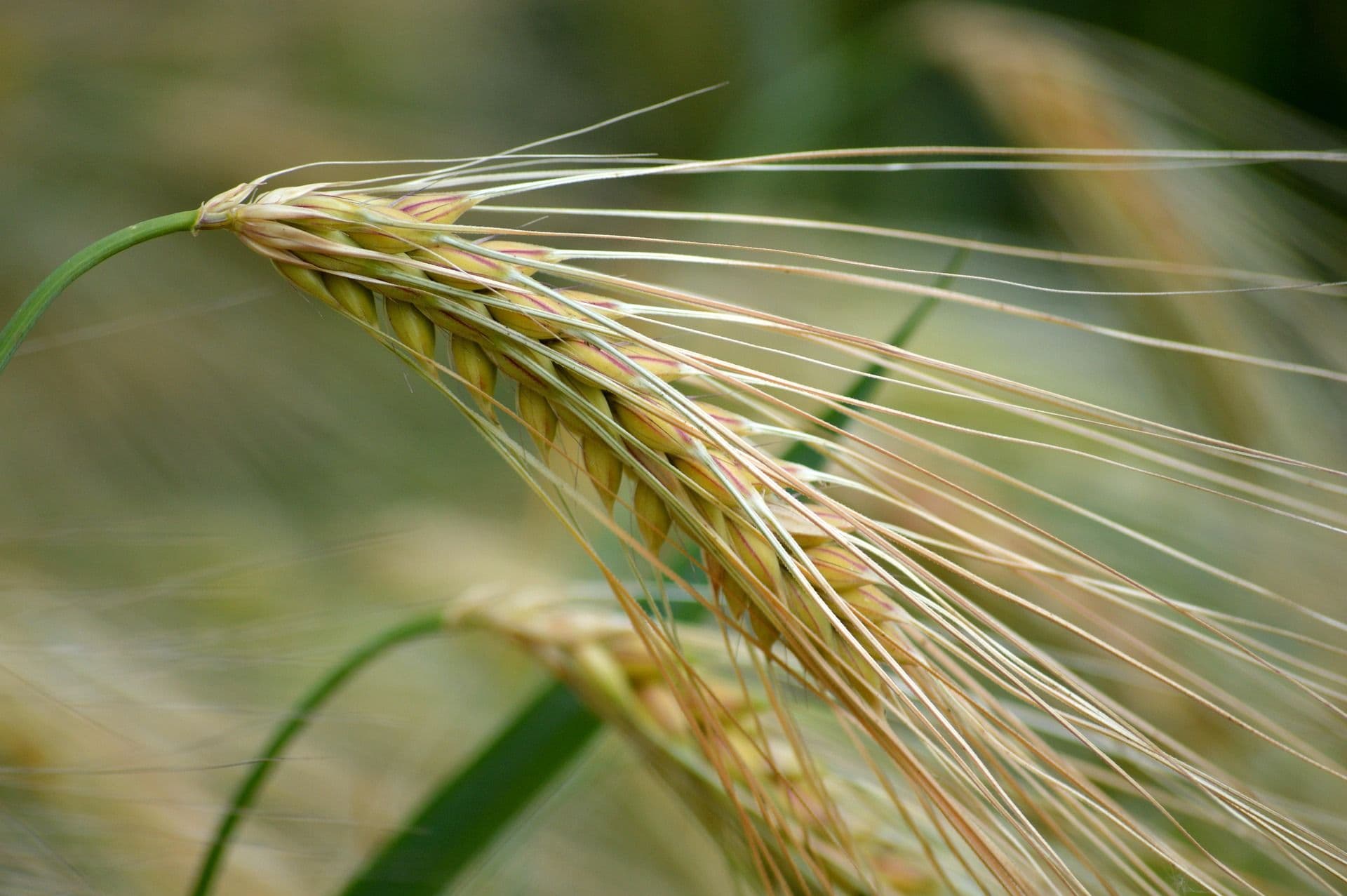 Close up of a green barley plant