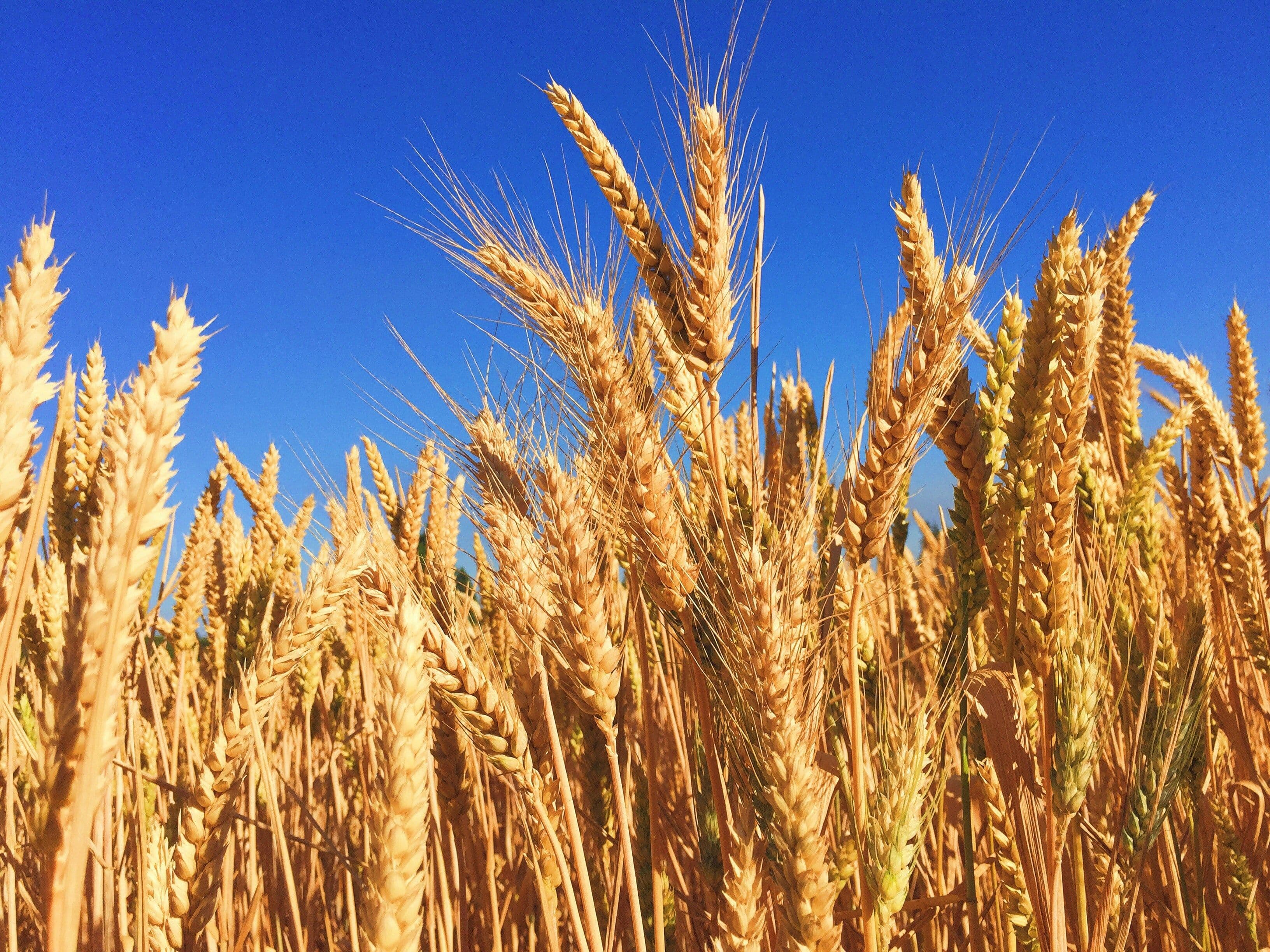 Close up of barley
